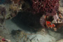 slides/_MG_4210.jpg Coral Sea Fans Rocks, Lobster _MG_4210