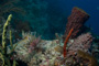 slides/_MG_4229.jpg Coral Sea Fans Rocks, Lionfish _MG_4229