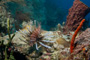 slides/_MG_4230.jpg Coral Sea Fans Rocks, Lionfish _MG_4230