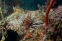 slides/_MG_4236.jpg Coral Sea Fans Rocks, Lionfish _MG_4236