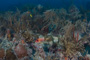 slides/_MG_4253.jpg Coral Sea Fans Rocks _MG_4253