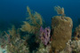 slides/_MG_4275.jpg Coral Sea Fans Rocks _MG_4275
