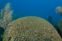 slides/_MG_4304.jpg Coral Sea Fans Rocks _MG_4304