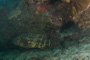 slides/_MG_4340.jpg Coral Sea Fans Rocks, Goliath Grouper _MG_4340