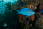 slides/_MG_4382.jpg Coral Sea Fans Rocks, Parrotfish _MG_4382
