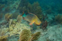 slides/_MG_4397.jpg Coral Sea Fans Rocks, Parrotfish _MG_4397
