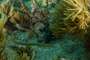 slides/_MG_4403.jpg Coral Sea Fans Rocks, Trumpetfish _MG_4403