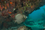 slides/_MG_4430.jpg Coral Sea Fans Rocks, Grey Angel _MG_4430