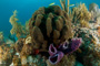 slides/_MG_4453.jpg Coral Sea Fans Rocks _MG_4453