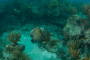 slides/_MG_4455.jpg Coral Sea Fans Rocks, French Angel _MG_4455