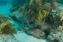 slides/_MG_4463.jpg Coral Sea Fans Rocks, Queen Angel _MG_4463