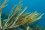 slides/_MG_4482.jpg Coral Sea Fans Rocks, Trumpetfish _MG_4482