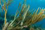 slides/_MG_4485.jpg Coral Sea Fans Rocks, Trumpetfish _MG_4485