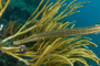 slides/_MG_4489.jpg Coral Sea Fans Rocks, Trumpetfish _MG_4489