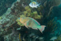 slides/_MG_4509.jpg Coral Sea Fans Rocks, Parrotfish _MG_4509