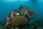 slides/_MG_4513.jpg Coral Sea Fans Rocks _MG_4513