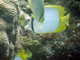 slides/CRW_8516_Edit.jpg American Shoals, Butterflyfish, Coral Sea Fans Rocks, Keys July 15-21 2011! CRW_8516_Edit