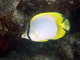 slides/CRW_8522_Edit.jpg American Shoals, Butterflyfish, Coral Sea Fans Rocks, Keys July 15-21 2011! CRW_8522_Edit