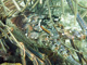 slides/CRW_8570_Edit.jpg American Shoals, Coral Sea Fans Rocks, Keys July 15-21 2011!, Lobster CRW_8570_Edit