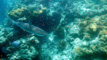 slides/DSC02745_Edit.jpg Coral Sea Fans Rocks, Keys July 10-21 2011!, Looe Key, Shark DSC02745_Edit