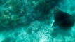 slides/DSC02754_Edit.jpg Coral Sea Fans Rocks, Keys July 10-21 2011!, Looe Key, Spotted Eagle Ray DSC02754_Edit