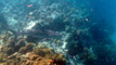 slides/DSC02825_Edit.jpg Coral Sea Fans Rocks, Keys July 10-21 2011!, Looe Key, Shark DSC02825_Edit