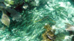 slides/DSC02873_Edit.jpg Coral Sea Fans Rocks, Keys July 10-21 2011!, Looe Key DSC02873_Edit