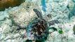slides/DSC02983_Edit.jpg Coral Sea Fans Rocks, Keys July 10-21 2011!, Looe Key, Turtle DSC02983_Edit