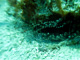 slides/IMG_8022_Edit.jpg Coral Sea Fans Rocks, Keys July 15-21 2011!, Sombrero Reef IMG_8022_Edit