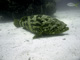slides/IMG_8388_Edit.jpg Coral Sea Fans Rocks, Goliath Grouper, Keys July 11-14 2011!, Looe Key IMG_8388_Edit