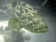 slides/IMG_8399_Edit.jpg Coral Sea Fans Rocks, Goliath Grouper, Keys July 11-14 2011!, Looe Key IMG_8399_Edit