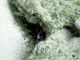 slides/IMG_8480_Edit.jpg Coral Sea Fans Rocks, Keys July 11-14 2011!, Looe Key IMG_8480_Edit