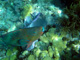 slides/IMG_8672_Edit.jpg Coral Sea Fans Rocks, Keys July 15-21 2011!, Parrotfish, Sombrero Reef IMG_8672_Edit