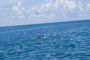 slides/IMG_9237.jpg Dolphin, Keys July 15-21 2011!, On Water IMG_9237