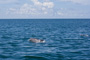 slides/IMG_9257.jpg Dolphin, Keys July 15-21 2011!, On Water IMG_9257