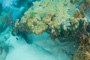 slides/_MG_5002.jpg Coral Sea Fans Rocks, Lionfish, Looe Key, NOAA, UW Music Festival July 9 2011! _MG_5002