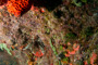slides/_MG_5030.jpg Coral Sea Fans Rocks, Lionfish, Looe Key, UW Music Festival July 9 2011! _MG_5030