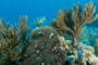 slides/_MG_5091.jpg Chrstmas Tree Worm, Coral Sea Fans Rocks, Looe Key July 10 2010 _MG_5091