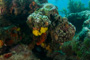 slides/_MG_5113.jpg Chrstmas Tree Worm, Coral Sea Fans Rocks, Looe Key July 10 2010 _MG_5113