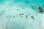 slides/_MG_5131_Edit.jpg Coral Sea Fans Rocks, Looe Key July 10 2010 _MG_5131_Edit