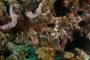 slides/_MG_5179.jpg Coral Sea Fans Rocks, Jackknife, Looe Key July 10 2010 _MG_5179