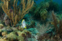 slides/_MG_5189.jpg Butterflyfish, Coral Sea Fans Rocks, Looe Key July 10 2010 _MG_5189