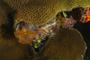 slides/_MG_5200.jpg Coral Sea Fans Rocks, Feather Duster Worm, Looe Key July 10 2010 _MG_5200
