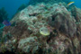slides/_MG_5214.jpg Butterflyfish, Coral Sea Fans Rocks, Looe Key July 10 2010 _MG_5214
