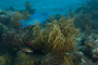 slides/_MG_5217.jpg Coral Sea Fans Rocks, Looe Key July 10 2010, Parrotfish _MG_5217