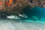 slides/_MG_5225.jpg Coral Sea Fans Rocks, Looe Key July 10 2010, Snook _MG_5225
