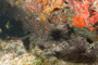 slides/_MG_5237.jpg Coral Sea Fans Rocks, Looe Key July 10 2010, Sea Urchin _MG_5237