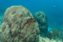 slides/_MG_5259.jpg Coral Sea Fans Rocks, Looe Key July 10 2010, Parrotfish _MG_5259