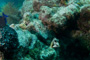 slides/_MG_5263.jpg Coral Sea Fans Rocks, Cowfish, Looe Key July 10 2010 _MG_5263