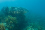 slides/_MG_5282.jpg Coral Sea Fans Rocks, Goliath Grouper, Looe Key July 10 2010 _MG_5282